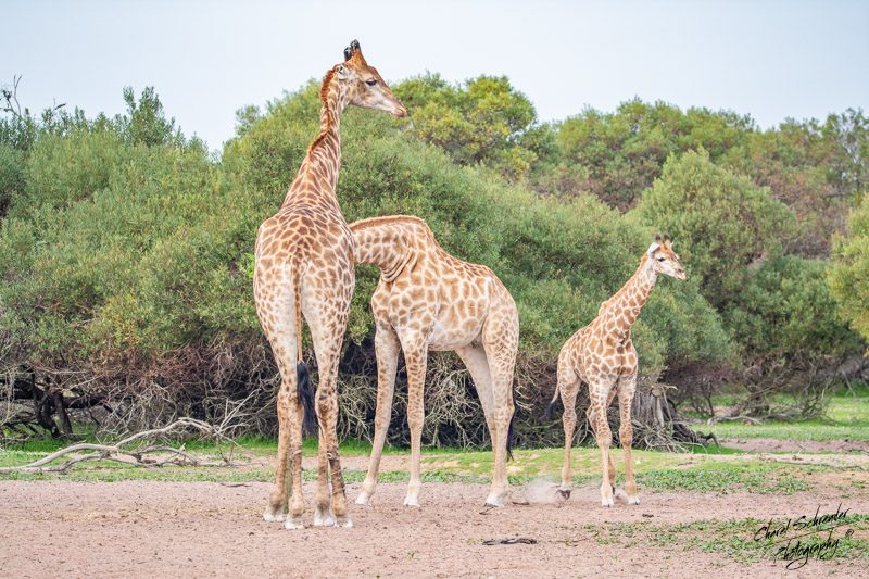Giraffe family at Kalmeer Game Reserve